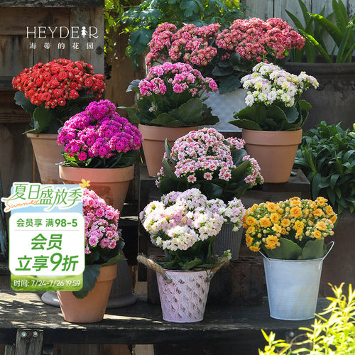 海蒂的花园官方旗舰店长寿花盆栽室内阳台桌面植物花卉带花苞发货