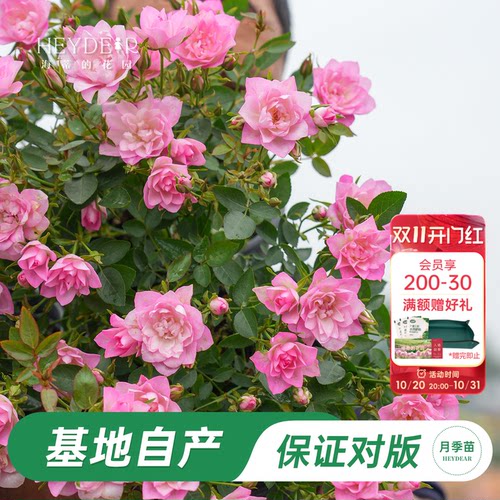 天荷微型月季丰花粉色