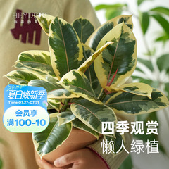 海蒂的花园旗舰店室内盆栽植物龟背竹橡皮树秋海棠绿植桌面盆栽苗