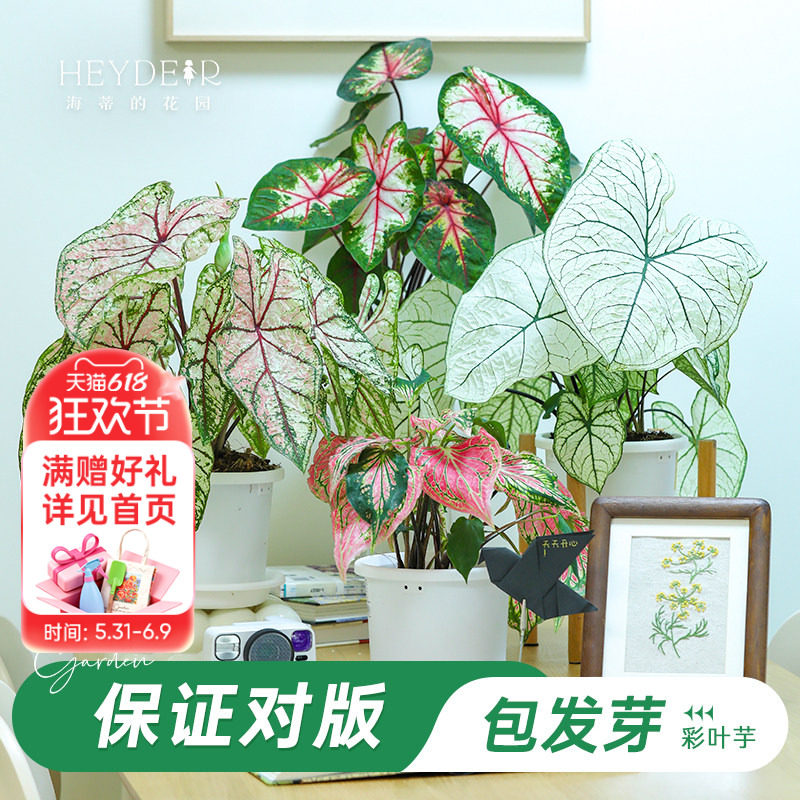 海蒂的花园旗舰店彩叶芋种球花卉植物盆栽室内办公室桌面绿植