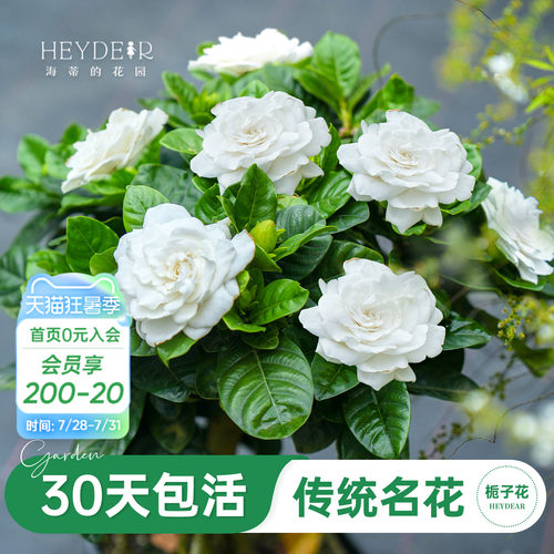 浓香栀子花盆栽大花栀子花