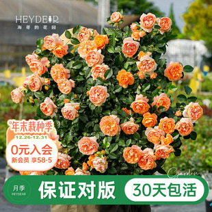 海蒂 花苗盆栽果汁阳台小苗爬藤花卉植物阳台庭院 花园旗舰店月季