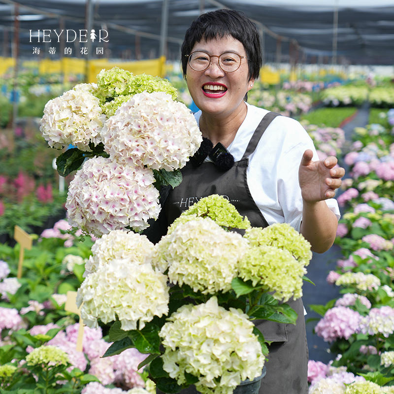 海蒂的花园魔幻海洋大花绣球花好养木本花卉阳台庭院盆栽植物花苗