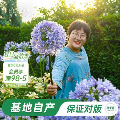 草本植物花箭挺立花朵如球