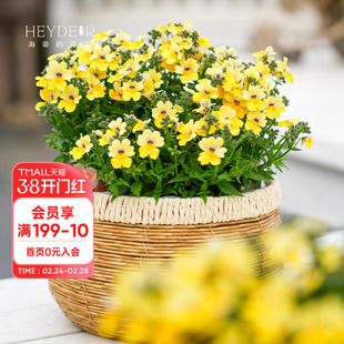 海蒂的花园龙面花草本植物花期长花量大冬春好养楼顶阳台花卉盆栽