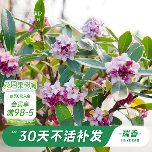 海蒂的花园金边瑞香阳台花卉