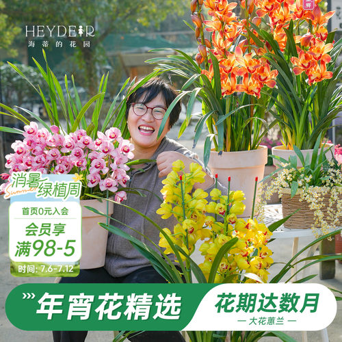 海蒂的花园大花蕙兰盆栽花苗
