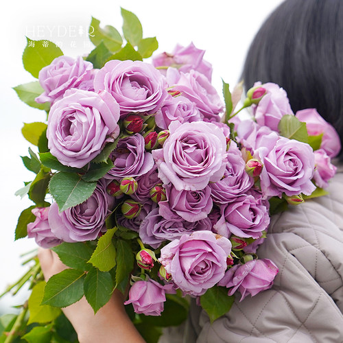 勤花丰花好养易活盆栽苗