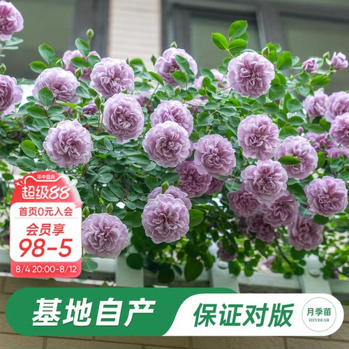 海蒂的花园蓝色阴雨月季