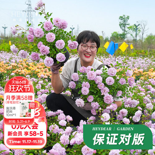 海蒂的花园蓝色阴雨月季