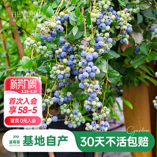 海蒂 花园旗舰店蓝莓树果苗盆栽带花或带果水果树苗阳台花卉绿植