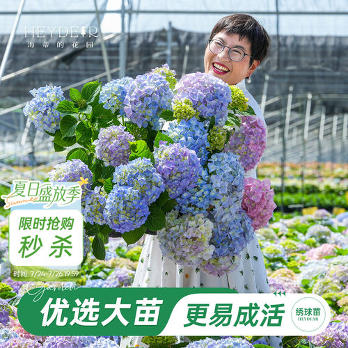 海妈家自产绣球花苗新手易养