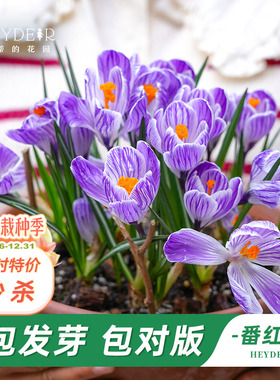 海蒂的花园旗舰店番红花盆栽苗好养球根花卉阳台盆栽植物