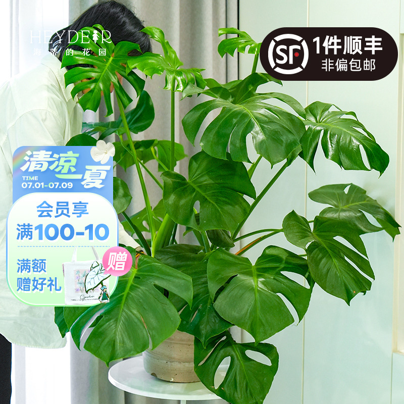 龟背竹室内绿植养护简单