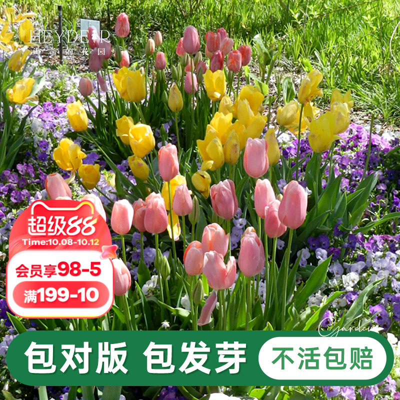 海蒂的花园旗舰店郁金香自然球种球花卉植物盆栽阳台花园球根预售
