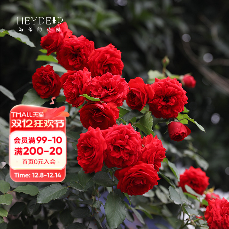 海蒂花园红苹果红色月季灌木花卉