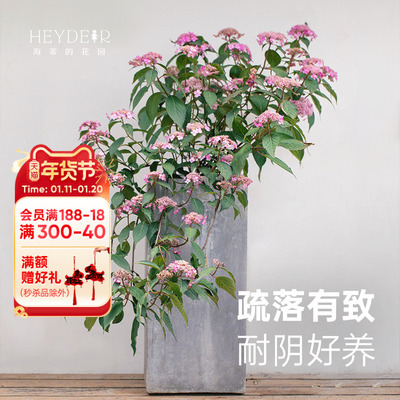 旗舰店海蒂的花园山绣球野趣美