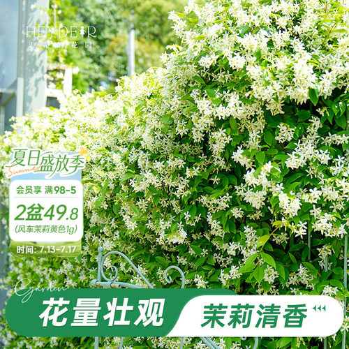 海蒂的花园风车茉莉爬藤阳台