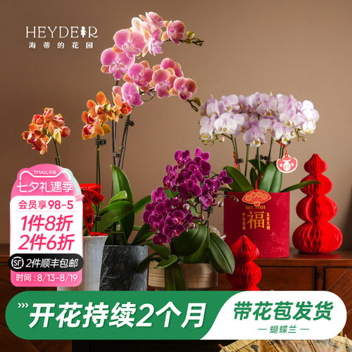 【品牌保障】A级蝴蝶兰带花发货