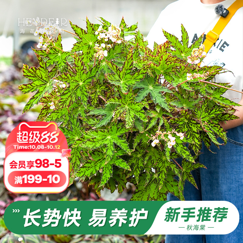海蒂的花园旗舰店秋海棠绿植室内盆栽客厅办公室绿植观叶花卉植物