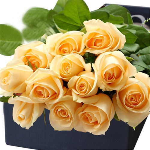 切花玫瑰雪山系列月季