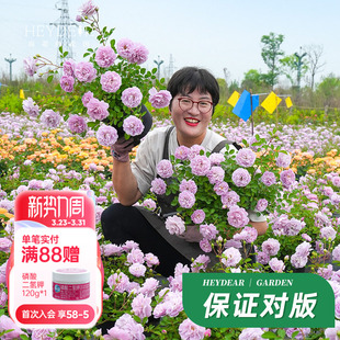 多头抗病多花庭院花卉盆栽苗 蓝色阴雨爬藤月季 海蒂 花园