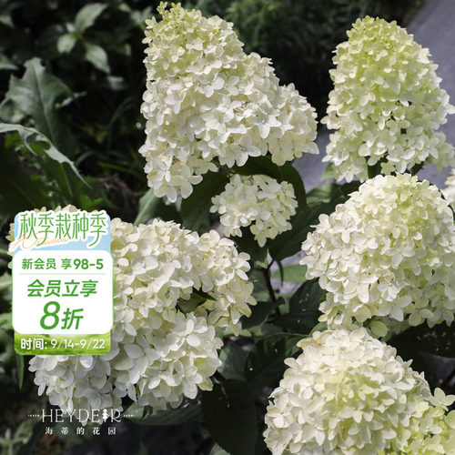 海蒂的花园圆锥绣球盆栽苗