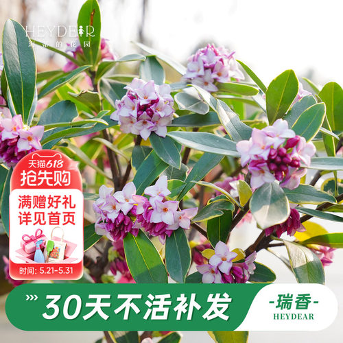 海蒂的花园金边瑞香阳台花卉