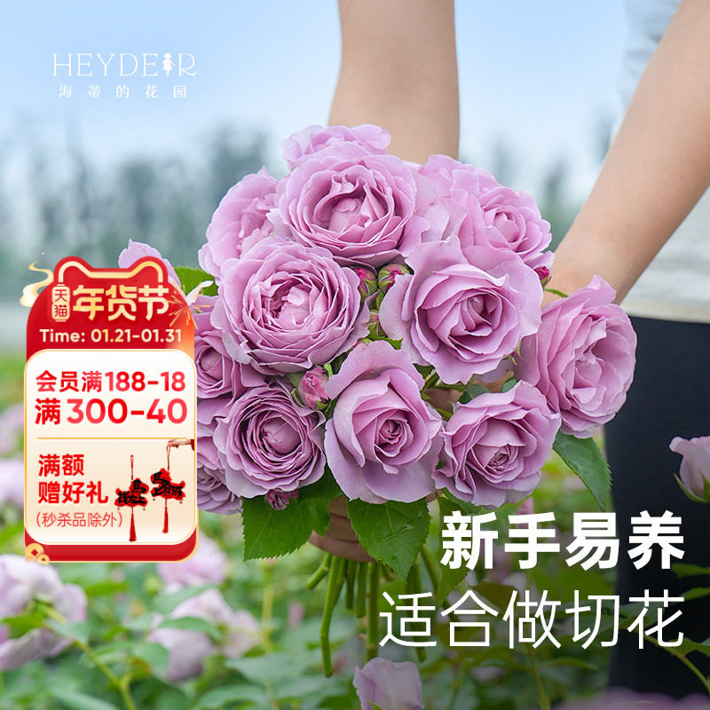 海蒂的花园月季花苗果汁阳台切花朱丽叶庭院阳台好养花卉盆栽苗,鲜花速递/花卉仿真/绿植园艺,月季/蔷薇/玫瑰,淘宝优惠券,粉丝福利购,淘宝优惠卷