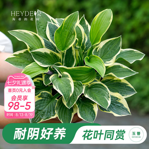 海蒂的花园玉簪阳台庭院观叶
