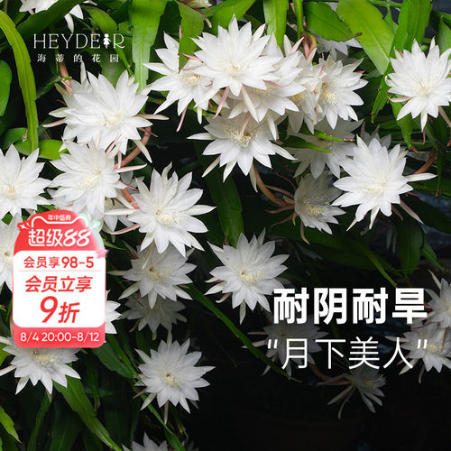 海蒂的花园昙花多年生好养花卉