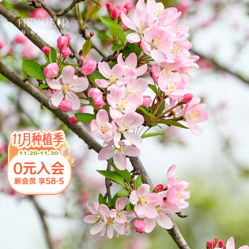 海蒂的花园垂丝海棠好养木本花卉庭院风景树地栽盆栽盆景植物树苗