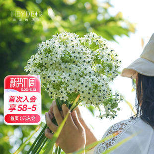 海蒂 花园旗舰店虎眼万年青种球切花球根庭院盆栽花卉植物预售