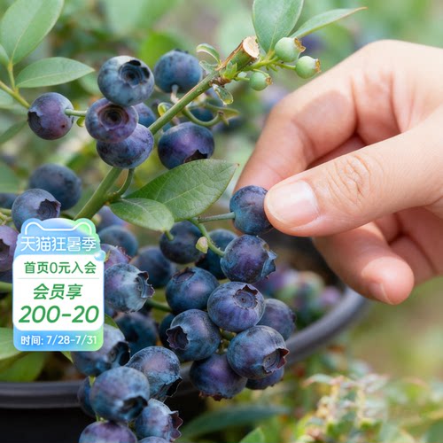 海蒂的花园旗舰店蓝莓树果苗北方可种绿植庭院盆栽蓝莓树果苗阳台