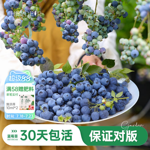 海妈家蓝莓苗原盆原土发货