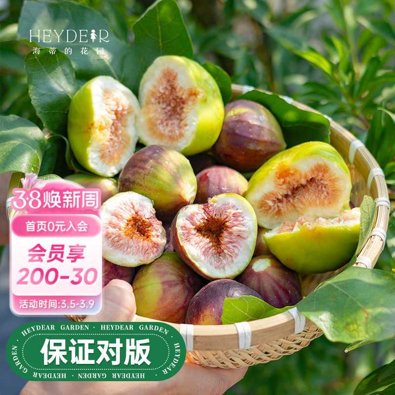 海蒂的花园旗舰店无花果树果苗家庭盆栽果树好养易结果可食用树苗