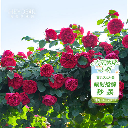 海蒂的花园耐热拱门月季植物盆栽