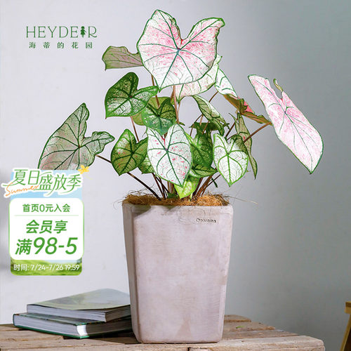 彩叶芋办公室桌面观叶植物