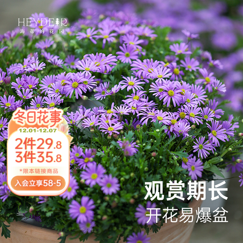 多年生草花可垂吊花期长