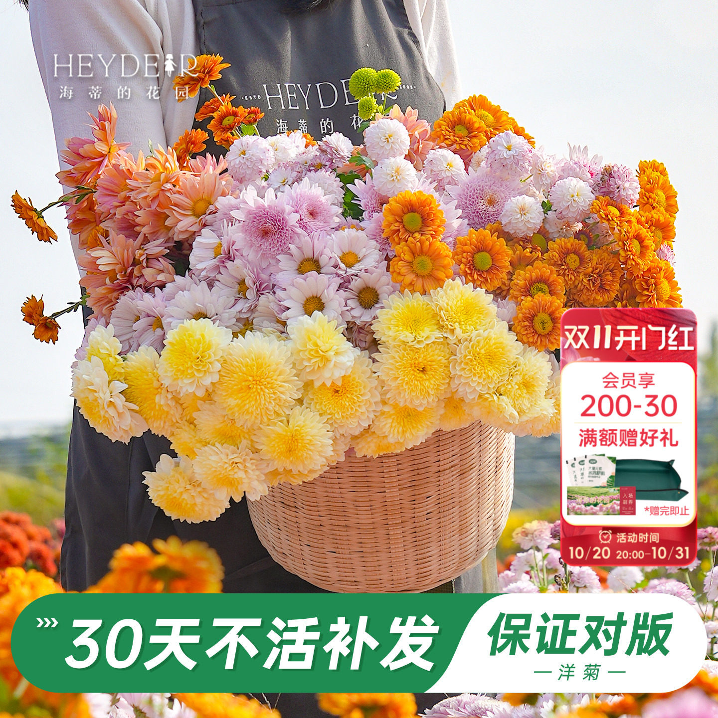 海蒂的花园官方旗舰店洋菊乒乓菊苗盆栽带花苞庭院阳台花卉绿植