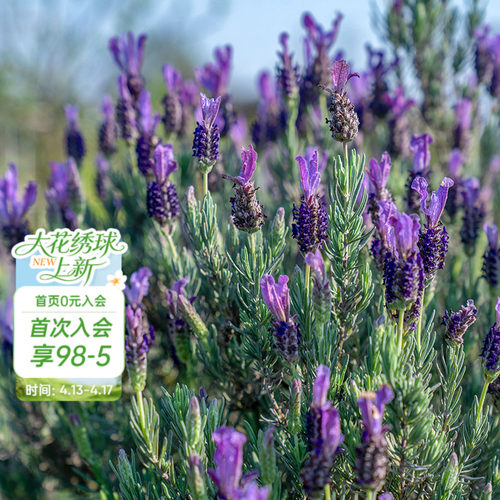 海蒂的花园薰衣草阳台香草花卉