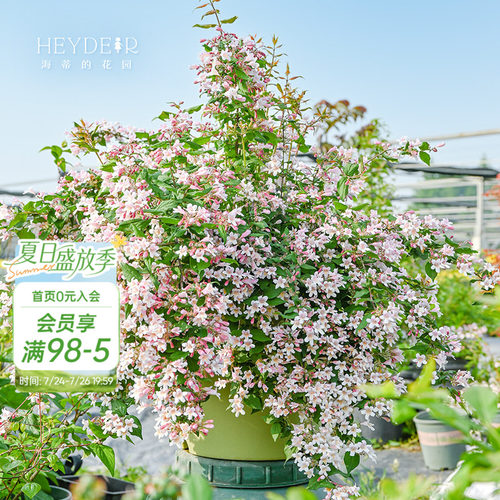海蒂的花园花卉灌木春季开花