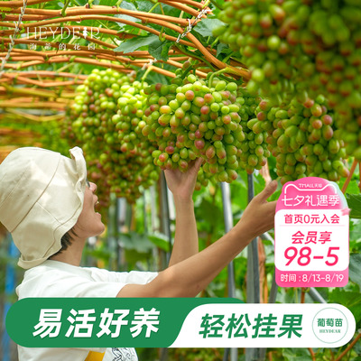 海妈家葡萄树果苗盆栽