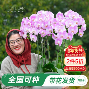 海蒂的花园旗舰店蝴蝶兰带花盆栽带花苞大辣椒年宵花植物室内桌面