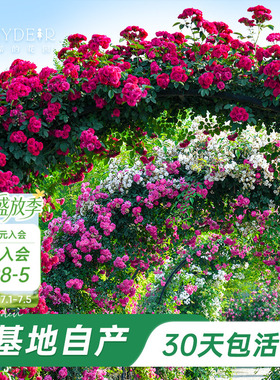 海蒂的花园旗舰店爬藤月季长藤苗花卉盆栽大苗蓝色阴雨藤本植物