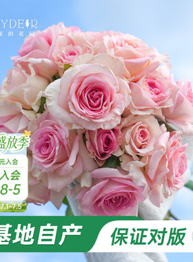 多季节开花玫瑰花盆栽
