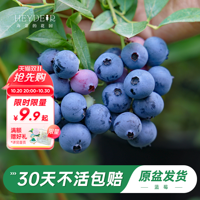 蓝莓苗当年可结果原盆原土发货