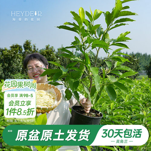 当年开花黄角兰树苗四季观叶好养