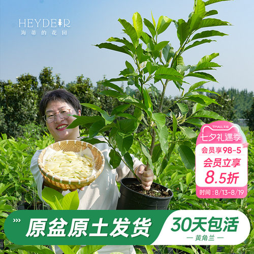 当年开花黄角兰树苗四季观叶好养