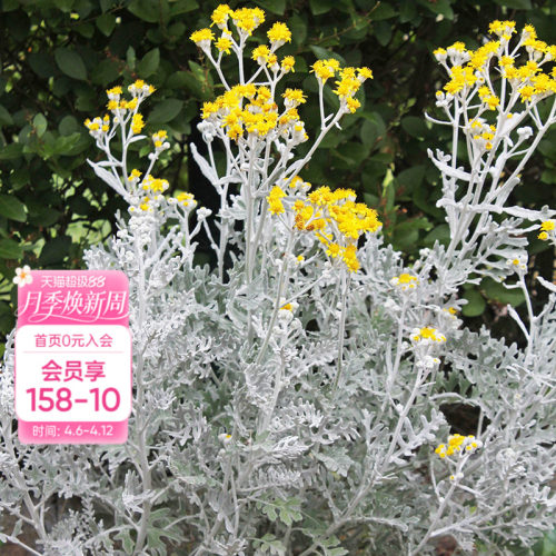 海蒂的花园银叶菊银白色